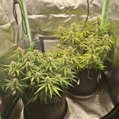 Orion F1 #2 growlog timeline photo
