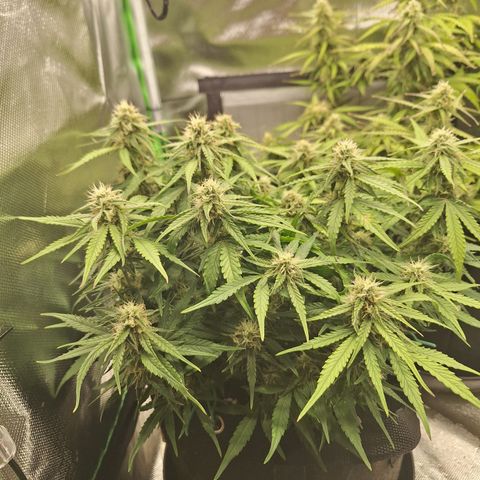 Orion F1 #2 growlog timeline photo