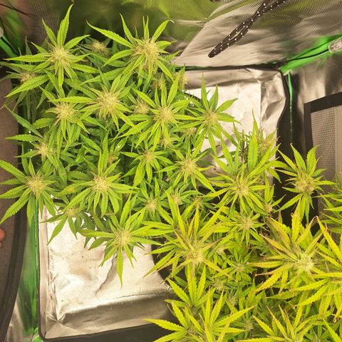 Orion F1 #2 growlog timeline photo