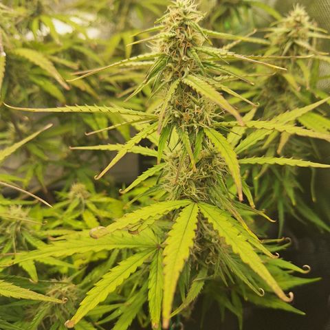 Orion F1 #2 growlog timeline photo