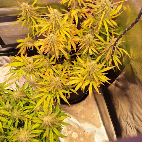 Orion F1 #2 growlog timeline photo