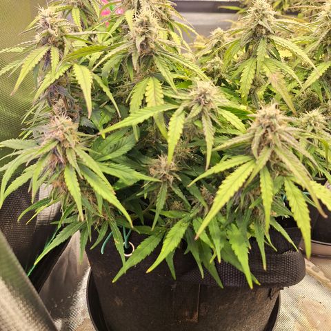 Orion F1 #2 growlog timeline photo