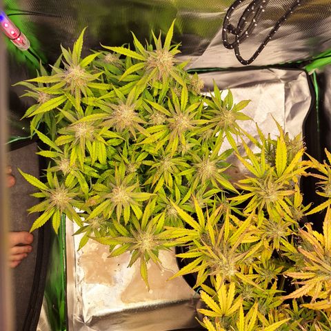 Orion F1 #2 growlog timeline photo