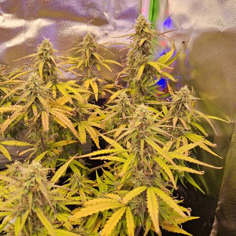 Orion F1 #2 growlog timeline photo