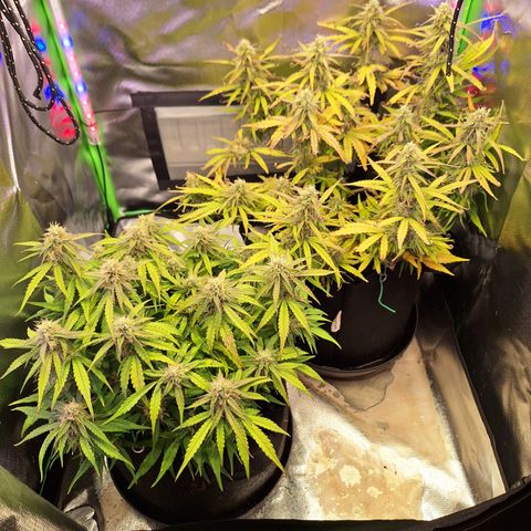 Orion F1 #2 growlog timeline photo