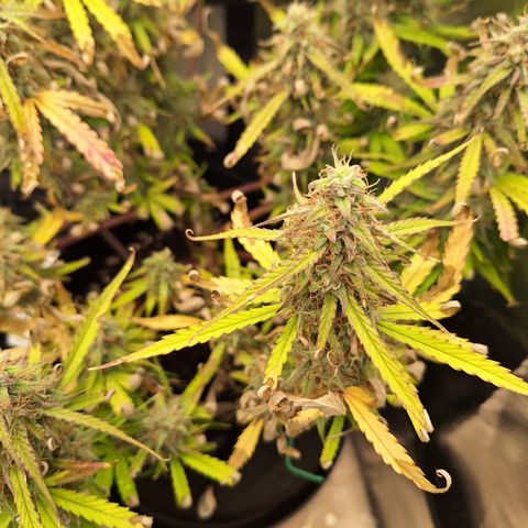 Orion F1 #2 growlog timeline photo