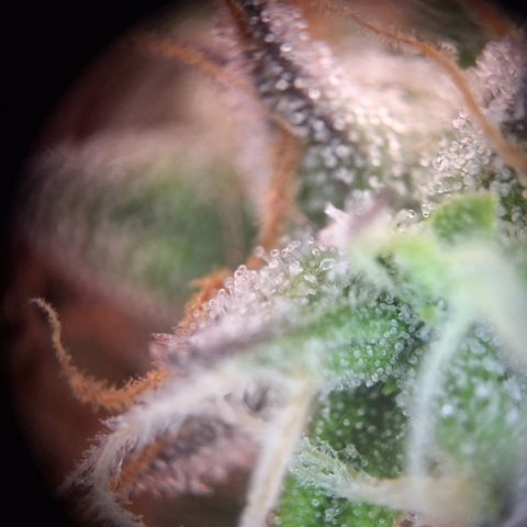 Orion F1 #2 growlog timeline photo