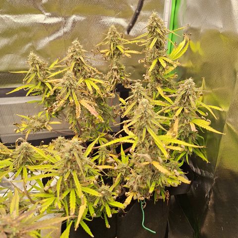 Orion F1 #2 growlog timeline photo