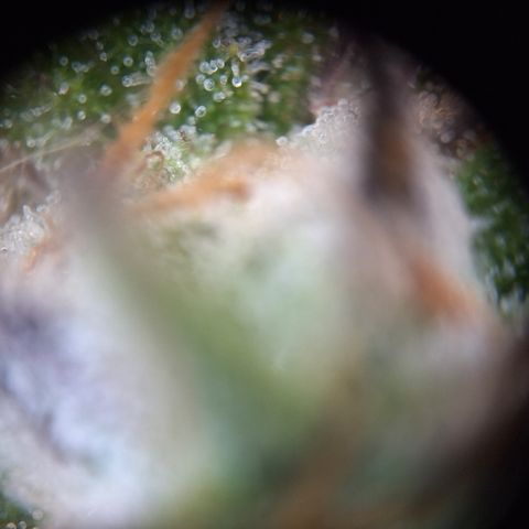Orion F1 #2 growlog timeline photo