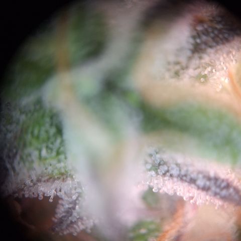 Orion F1 #2 growlog timeline photo