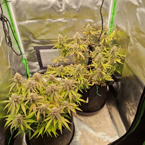 Orion F1 #2 growlog timeline photo