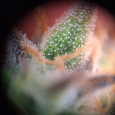Orion F1 #2 growlog timeline photo