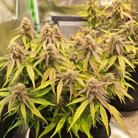 Orion F1 #2 growlog timeline photo