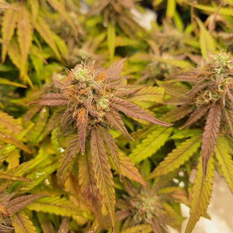 Orion F1 #2 growlog timeline photo