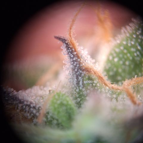 Orion F1 #2 growlog timeline photo
