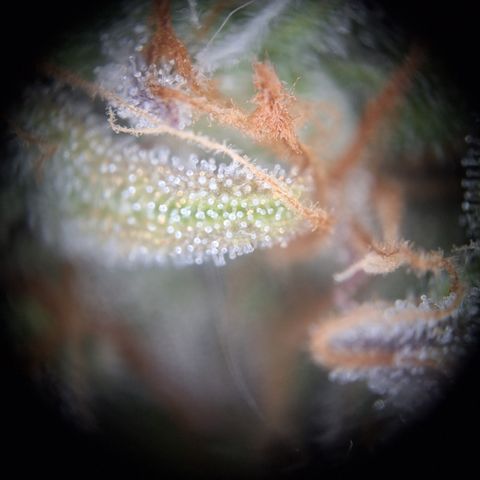 Orion F1 #2 growlog timeline photo