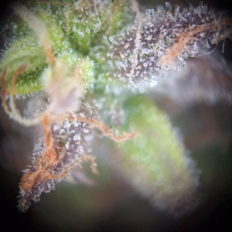 Orion F1 #2 growlog timeline photo