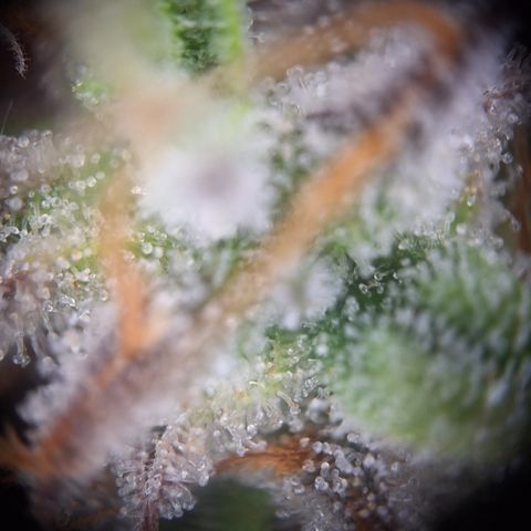 Orion F1 #2 growlog timeline photo
