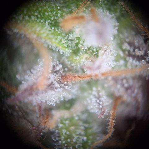 Orion F1 #2 growlog timeline photo