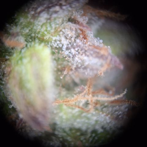Orion F1 #2 growlog timeline photo