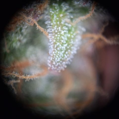 Orion F1 #2 growlog timeline photo