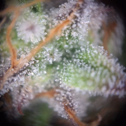 Orion F1 #2 growlog timeline photo