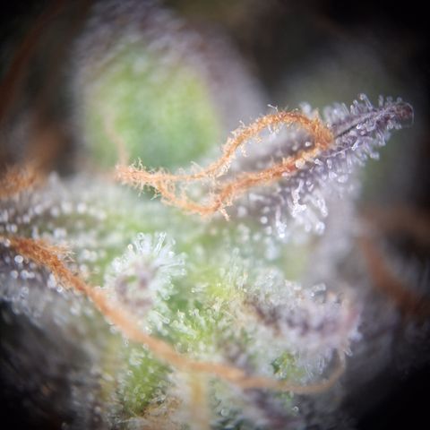 Orion F1 #2 growlog timeline photo