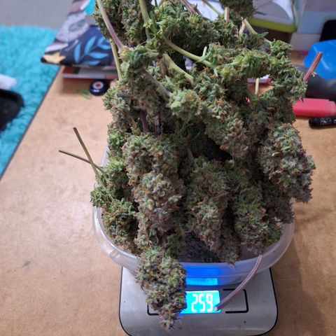 Orion F1 #2 growlog photo: Erste geerntet