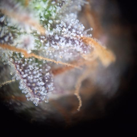 Orion F1 #2 growlog timeline photo