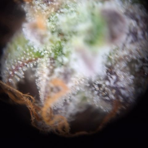 Orion F1 #2 growlog timeline photo