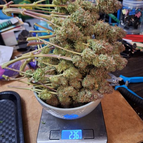 Orion F1 #2 growlog timeline photo