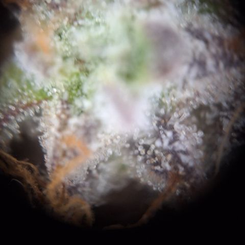 Orion F1 #2 growlog timeline photo