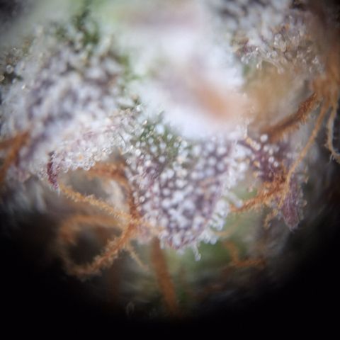 Orion F1 #2 growlog timeline photo