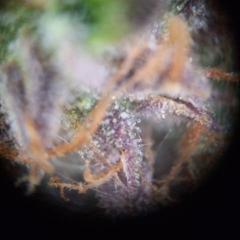 Orion F1 #2 growlog timeline photo