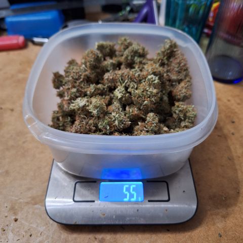 Orion F1 #2 growlog photo: Pflanze 1