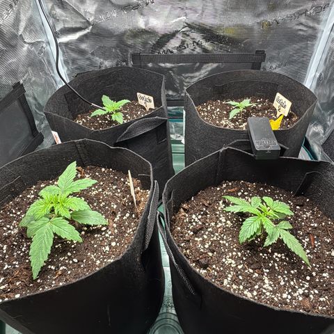 Auto Lemongrass 1 growlog photo: Vor Topping