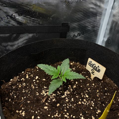 Auto Gelato 2 growlog timeline photo