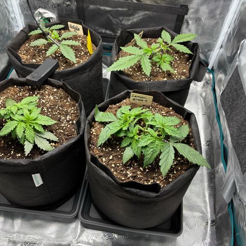 Auto Lemongrass 1 growlog timeline photo