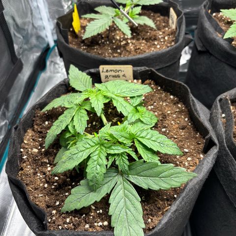 Auto Lemongrass 1 growlog timeline photo