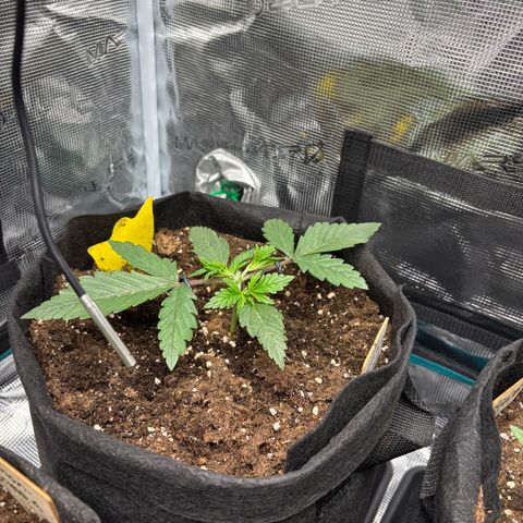 Auto Gelato 2 growlog timeline photo
