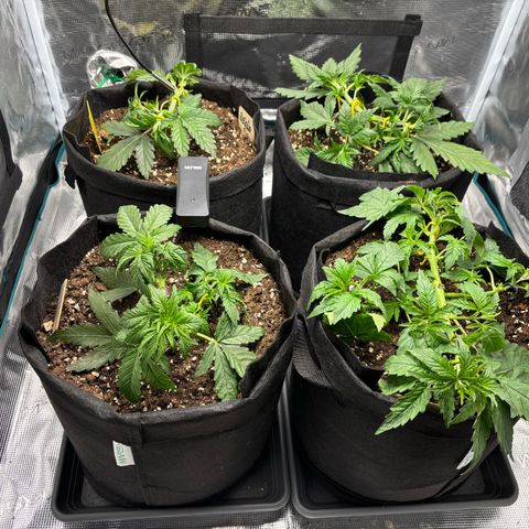 Auto Lemongrass 1 growlog timeline photo