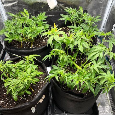 Auto Lemongrass 1 growlog photo: Nach Entlausung 