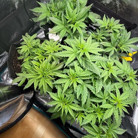 Auto Lemongrass 1 growlog timeline photo