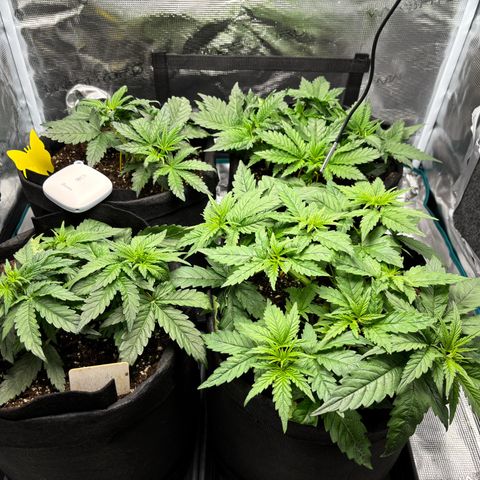 Auto Lemongrass 1 growlog timeline photo
