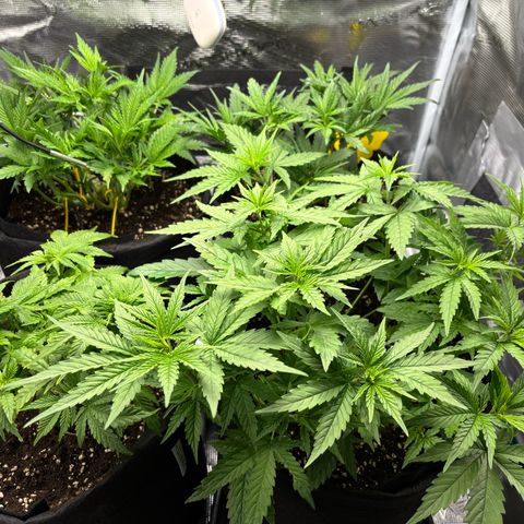Auto Lemongrass 1 growlog timeline photo