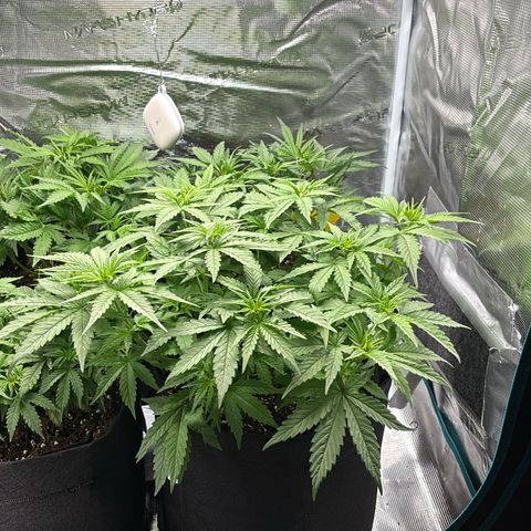 Auto Lemongrass 1 growlog timeline photo