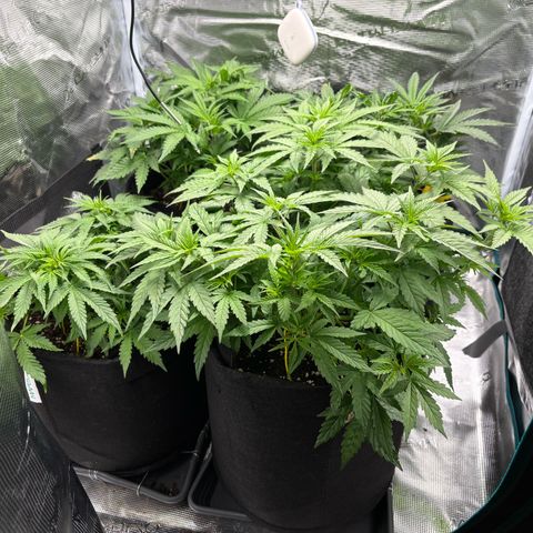 Auto Lemongrass 1 growlog timeline photo