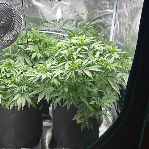 Auto Lemongrass 1 growlog timeline photo
