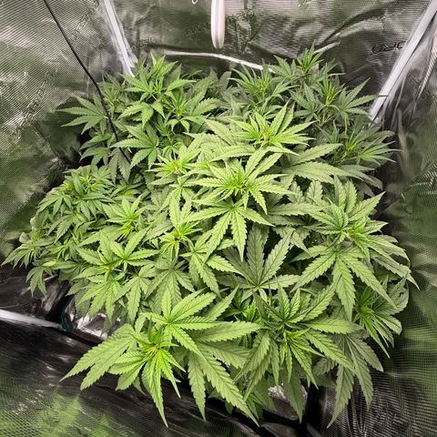 Auto Lemongrass 1 growlog timeline photo