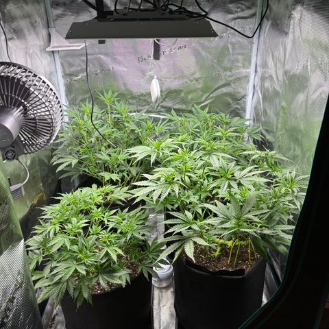 Auto Lemongrass 1 growlog timeline photo